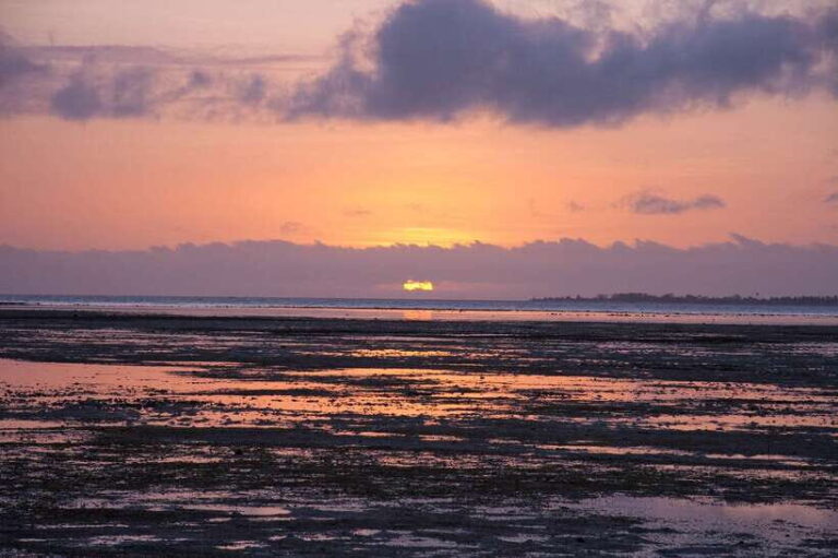 Puerto Princesa: Firefly Watching Bay Cruise with Dinner - What Makes This Tour Stand Out?