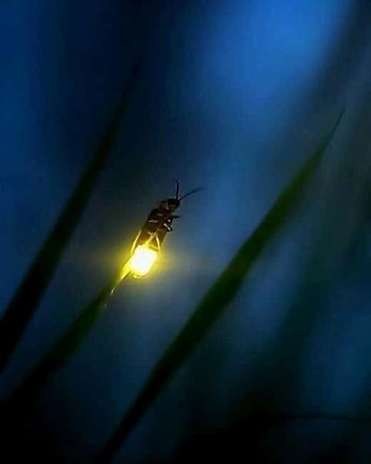 Puerto Princesa: Firefly Watching Tour with Dinner - Authentic Guest Insights and Practical Tips