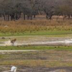 Ranthambore Jungle Safari : Sharing Safari for prime zones - What To Expect During Your Safari
