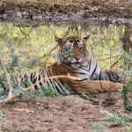 Ranthambore Jungle Safari Trip from Jaipur by Car and Ticket - Why Youll Love This Tour