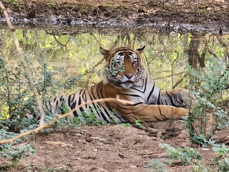 Ranthambore Jungle Safari Trip from Jaipur by Car and Ticket - Why Youll Love This Tour
