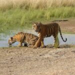 Ranthambore National Park - Practical Tips for a Smooth Safari
