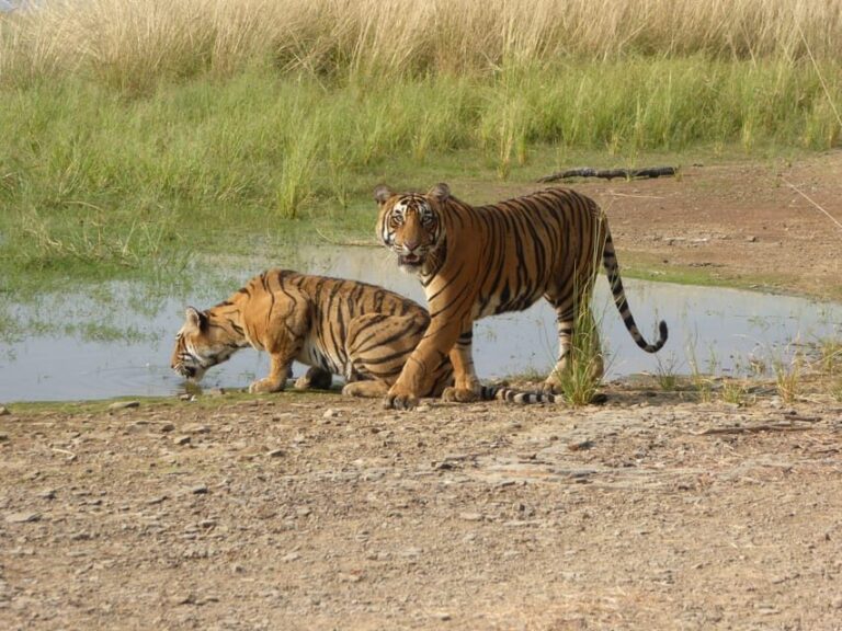 Ranthambore National Park - Practical Tips for a Smooth Safari