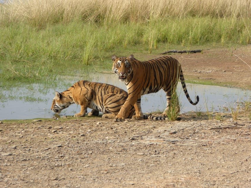 Ranthambore National Park - Practical Tips for a Smooth Safari