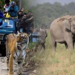 Ranthambore, Sariska & Jaipur: A 3-Day Escape from Delhi - The Experience in Practice