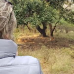 Ranthambore: Shared Tiger Safari in Canter or Gypsy - How the Tour Works from Start to Finish