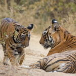 Ranthambore Tiger Safari Day Trip with Fort Tour & Lunch - Who Should Consider This Tour