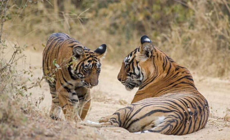 Ranthambore Tiger Safari Day Trip with Fort Tour & Lunch - Who Should Consider This Tour