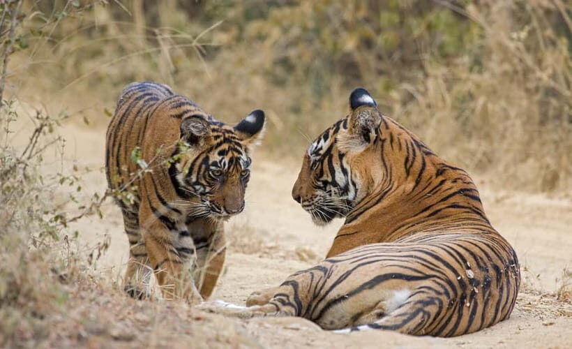 Ranthambore Tiger Safari Day Trip with Fort Tour & Lunch - Who Should Consider This Tour