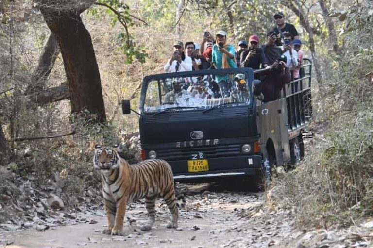 Ranthambore : Tiger Safari Tour in Canter - The Experience: Authentic, Practical, and Memorable