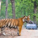 Ranthambore Tiger Safari With Golden Triangle Tour 7 Days - Key Points