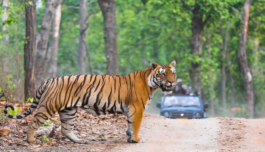 Ranthambore Tiger Safari With Golden Triangle Tour 7 Days - Key Points