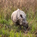 Royal Bengal Tiger & One-horned Rhino Safari in Chitwan - A Closer Look at What You Can Expect