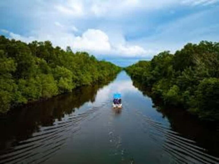 Sabah: Kawa Kawa Private River Cruise w/ Monkeys & Fireflies - Practical Details and What to Expect
