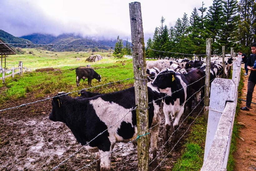 Sabah: Kinabalu Park, Poring Hot Springs & Desa Farm Tour - Who Is This Tour Best For?