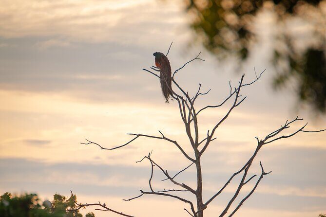 Safari tours in Udawalawa - Transportation and Timing