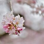 Sakura Sweets Making & Tea Ceremony in Ikegami Plum Garden - Why This Tour Stands Out