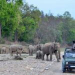 Same Day Rajaji National Park from Chandigarh - Introduction to the Tour