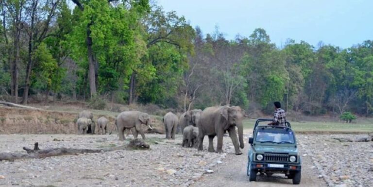 Same Day Rajaji National Park from Chandigarh - Introduction to the Tour