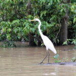 Sandakan: 3D2N The Wild Heart of Borneo River Secrets - Accommodation & Meals: Comfort Meets Conservation