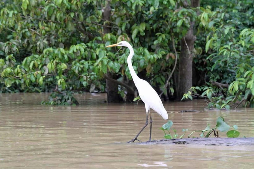 Sandakan: 3D2N The Wild Heart of Borneo River Secrets - Accommodation & Meals: Comfort Meets Conservation