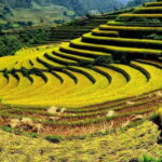 Sapa: Half Day Treck To Visit Y Linh Ho , Lao Chai, Ta Van - Final Thoughts: Who Will Love This Tour?