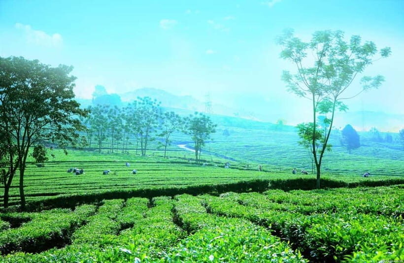 Sapa to Waterfall, Green Tea Farm with motorbike driver - Practical Details and What to Expect