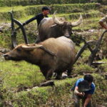 Sapa Trekking Bargains With Local Guide - What’s Included and Practical Details