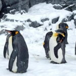Sapporo Winter : Asahiyama Zoo (Penguin Fun & Snowmobile) - Analyzing the Value
