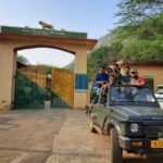 Sariska : Online Safari Booking, Bala Quila Safari - The Safari Types: Gypsy and Canter