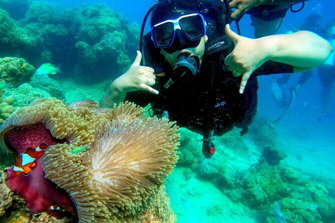 Scuba Diving in Tribe Gate - The Marine Environment of Tribe Gate