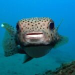 Scuba Diving Padangbai Shark Point 2 dives for certified divers - Detailed Dive Experience: What Makes it Stand Out