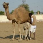 See Camel Centre, Rat Temple from Jodhpur With Bikaner Drop - Why This Tour Offers Great Value