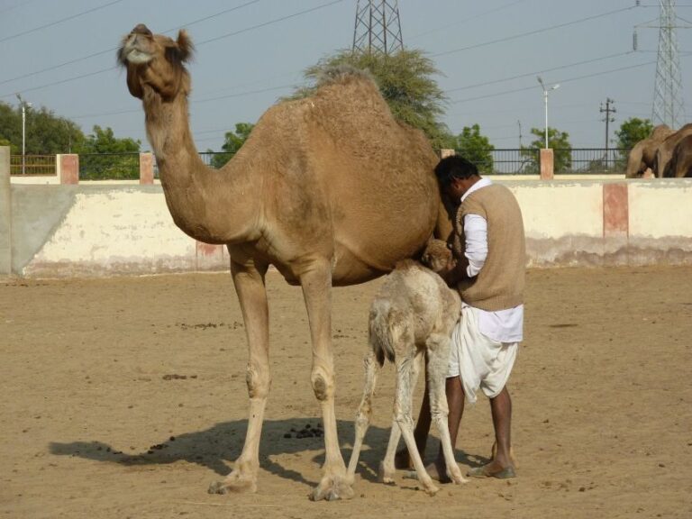 See Camel Centre, Rat Temple from Jodhpur With Bikaner Drop - Why This Tour Offers Great Value