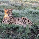 Sheopur: Kuno National Park Jeep jungle Safari - The Safari Experience: Details and Practicalities