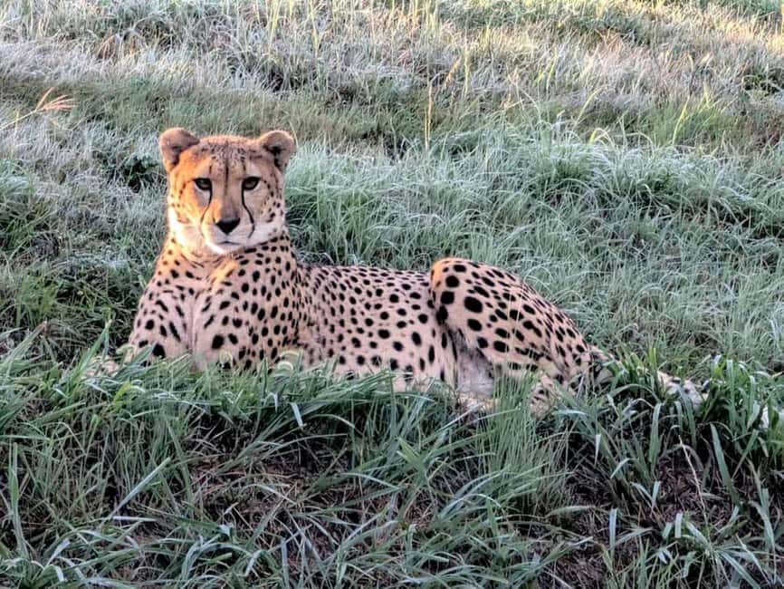 Sheopur: Kuno National Park Jeep jungle Safari - The Safari Experience: Details and Practicalities