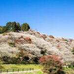 Shin-Toyota: Korankei/Obara Bus Tour with Persimmon Tasting - Final Thoughts