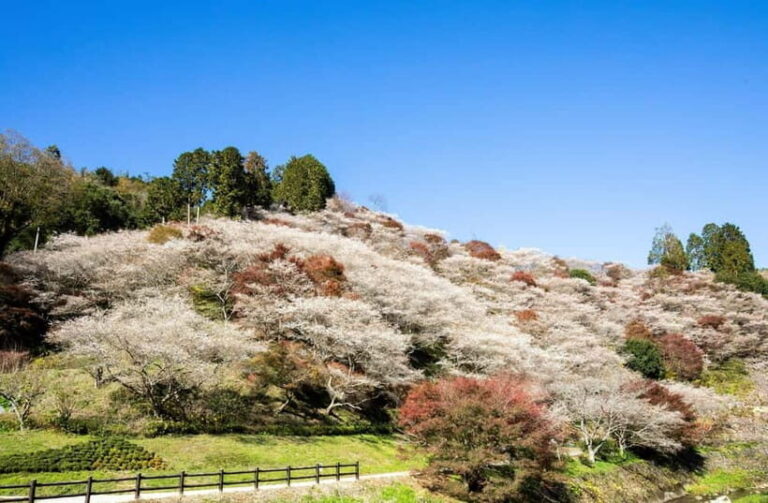 Shin-Toyota: Korankei/Obara Bus Tour with Persimmon Tasting - Final Thoughts