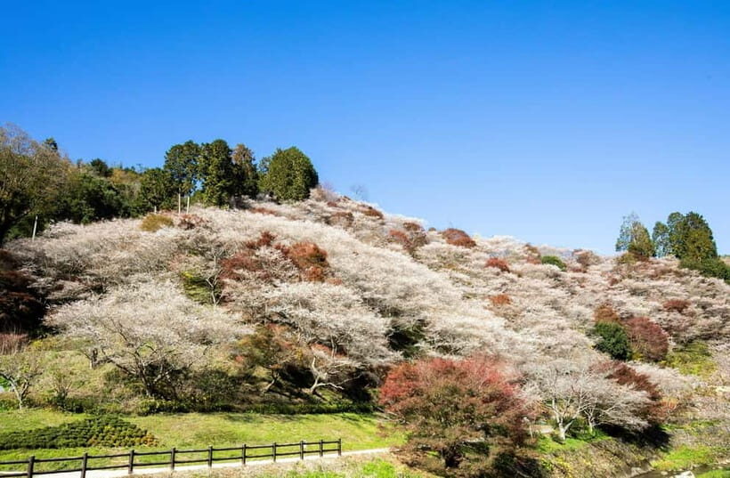 Shin-Toyota: Korankei/Obara Bus Tour with Persimmon Tasting - Final Thoughts