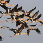 Siem Reap Nature & Cultural Safari Cycling Adventure - What’s Included and What’s Not