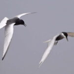 Siem Reap: Sunrise Bird Watching Tour with Guide - Why This Tour Is Worth It