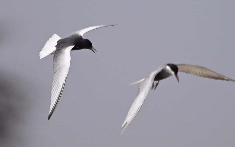 Siem Reap: Sunrise Bird Watching Tour with Guide - Why This Tour Is Worth It