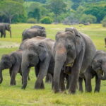 Sigiriya Lion Rock Hike & Minneriya National Park Safari - Who’s This Tour Best For?