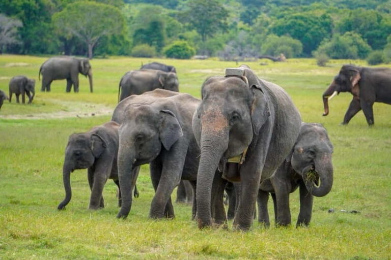 Sigiriya Lion Rock Hike & Minneriya National Park Safari - Who’s This Tour Best For?