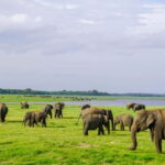 Sigiriya: Lion Rock & Minneriya Safari Full Day Private Tour - Deep Dive into the Itinerary