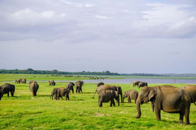 Sigiriya: Lion Rock & Minneriya Safari Full Day Private Tour - Deep Dive into the Itinerary