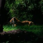 Skip The Line Access: Panna National Park Jungle Safari - Exploring Panna National Park