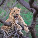 Skip The Line : Nahargarh Biological Park Tour, Jaipur - Exploring Nahargarh Biological Park: The Details