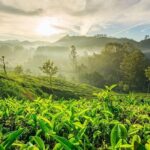 South India Tour in 06 Nights - Transportation & Overall Experience