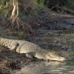 Sri Lanka Private Tour- Beach, Sinharaja, Yala, Udawalawe - Transport, Timing, and Practicalities